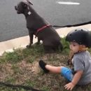 Побочный эффект дрессировки: хозяева обучили команде «сидеть» не только собак, но и своего сына