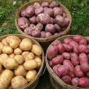 Каких видов бывает картофель?